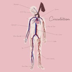 Circulation