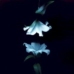 Nocturne